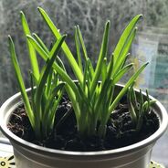 Spring Shoots